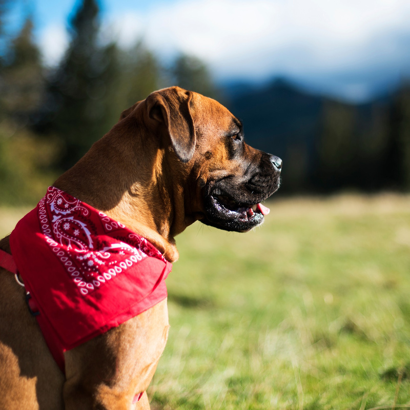 Bandana Classic Rebel